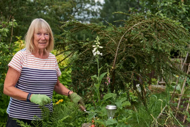 A smiling woman in gardening gloves at work in a leafy backyard garden